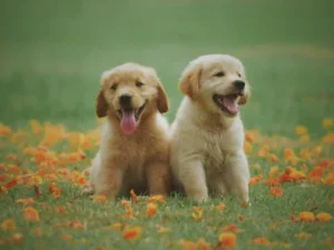 Pet-Friendly Valentine’s Day Ideas